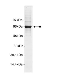 Eurofins DiscoverX STK33 Protein, Active 10 &mu;g | Buy Online | Eurofins DiscoverX | Fisher Scientific